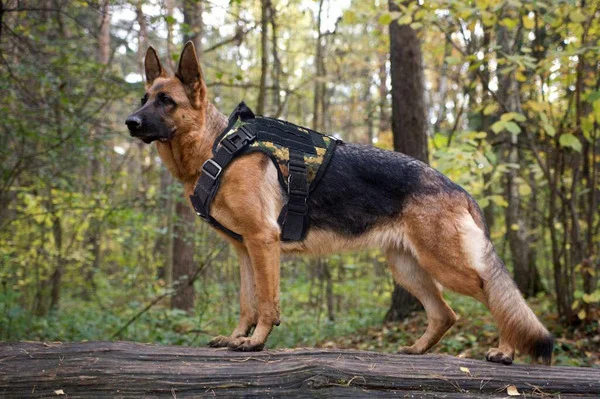 ARNES TACTICO PARA PERRO 2004